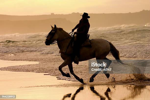 Equitação Contra A Luz - Fotografias de stock e mais imagens de Animal - Animal, Animal Doméstico, Ao Ar Livre