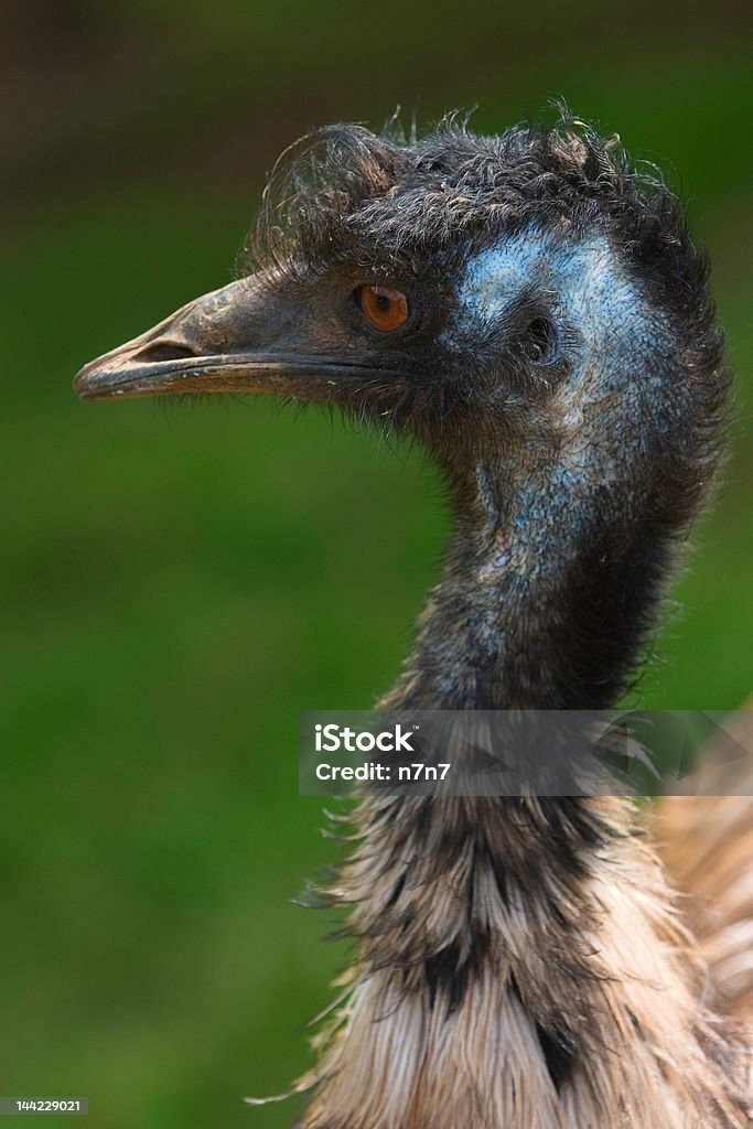 EMA Retrato - Royalty-free Animal Foto de stock