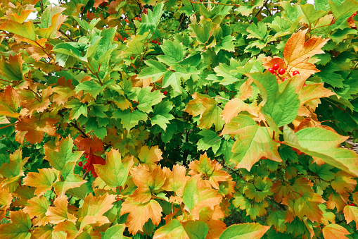 Autumn landscape. Multi-colored yellow, orange green leaves on a viburnum bush.