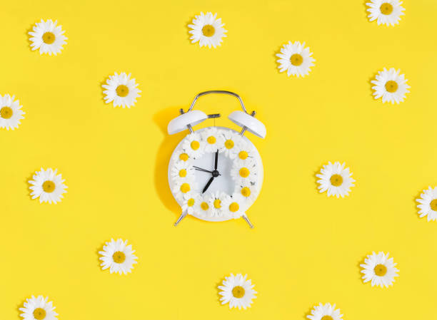 istock White chamomile and alarm clock on the yellow background. Close-up. Flat lay. 1442290337