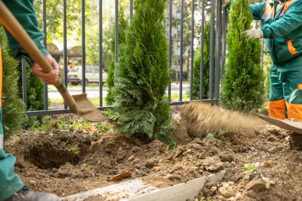 istock Workers planting new trees in city 1442290744
