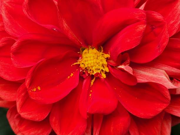istock natural flower for garden decoration 1442292173