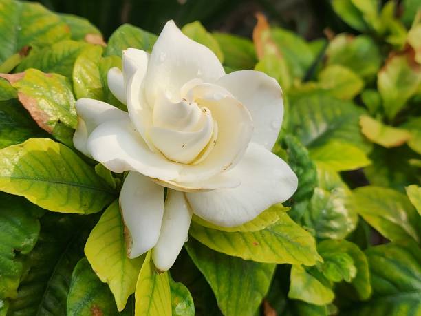 istock natural flower for garden decoration 1442293182