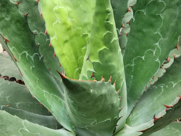 istock natural plant for garden decoration 1442293203