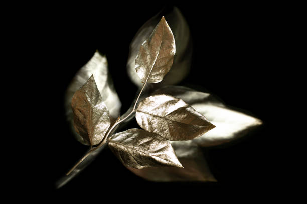 istock Twig with silvery leaves with glowing silhouette effect 1442293244