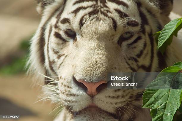 Volto Di Tigre Bianca Del Bengala - Fotografie stock e altre immagini di Animale - Animale, Animale in cattività, Bianco