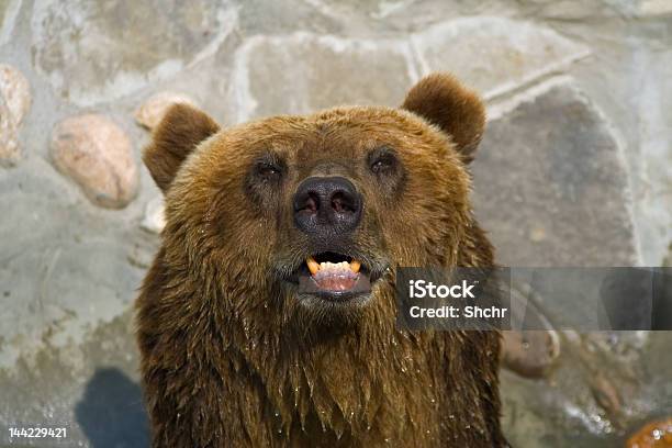 Brauner Bär Gesicht Stockfoto und mehr Bilder von Biologie - Biologie, Braun, Braunbär