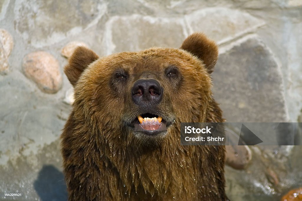 Urso-pardo rosto - Foto de stock de Animal royalty-free