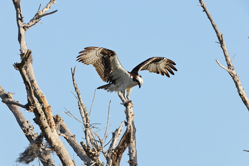 Osprey- Bailey Tract (Sanibel Island) Florida USA