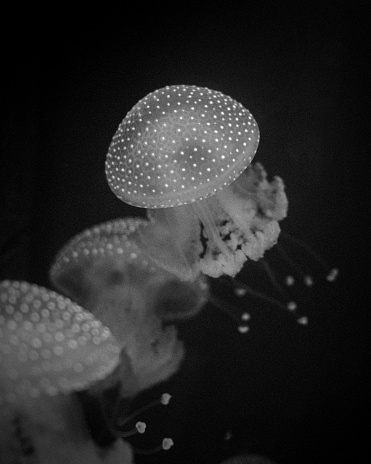 Jellyfish in the aquarium of La Rochelle