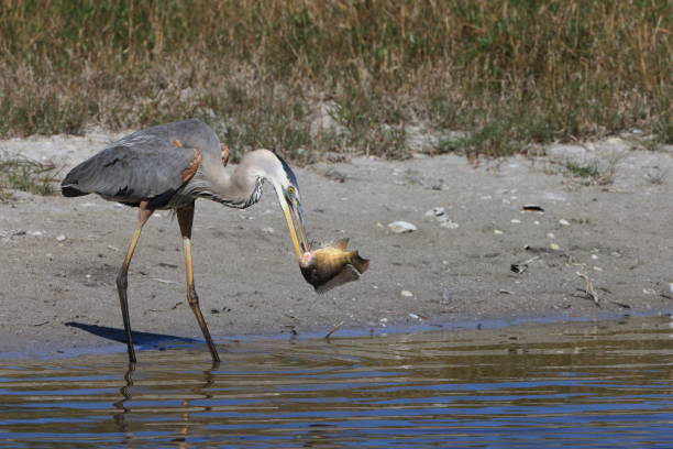 istock Great Blue Heron with fish- Bailey Tract (Sanibel Island) Florida USA 1442295499