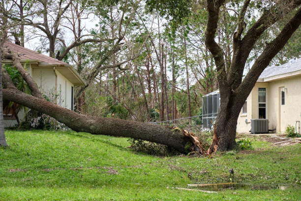 cayó un gran árbol después del huracán ian en florida. consecuencias de los desastres naturales - tree removing house damaged fotografías e imágenes de stock