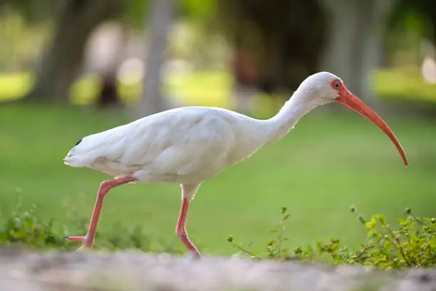 Photo of White ibis wild bird, also known as great egret or heron walking on grass in town park in summer