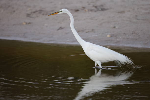 czapla wielka - bailey tract (sanibel island), floryda, stany zjednoczone - great white heron snowy egret heron one animal zdjęcia i obrazy z banku zdjęć