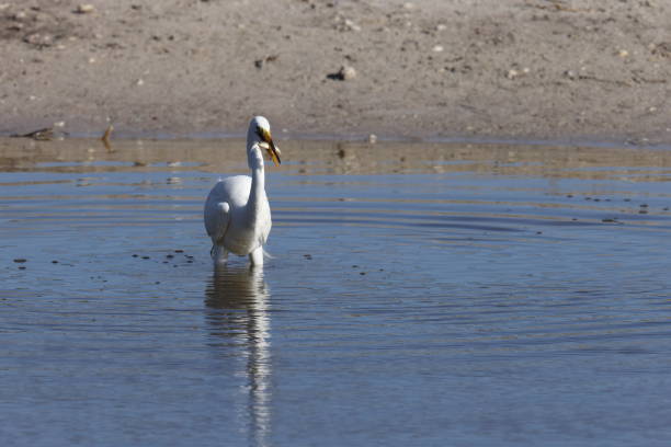 czapla wielka - bailey tract (sanibel island), floryda, stany zjednoczone - great white heron snowy egret heron one animal zdjęcia i obrazy z banku zdjęć