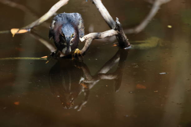 Green Heron- Bailey Tract (Sanibel Island) Florida USA