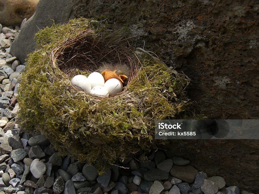 Baby bird with 4 eggs in nest A moss nest on rocks with a newly hatched bird surrounded by four eggs, about to be hatched.  Animal Stock Photo