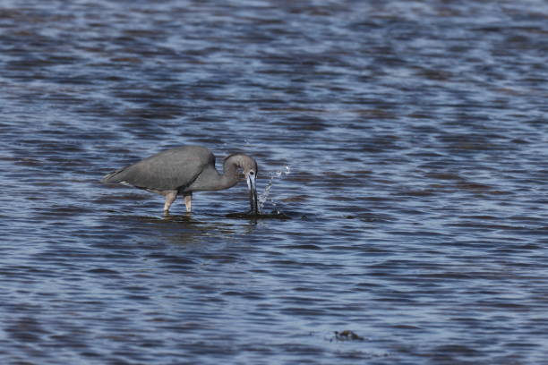 Little Blue Heron- Bailey Tract (Sanibel Island) Florida USA