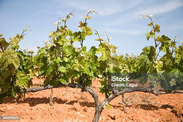 Foto de Vinhedos Da Catalunha e mais fotos de stock de Agricultura - Agricultura, Arame, Arbusto