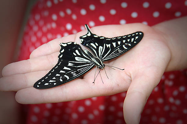 Mão de criança borboleta - foto de acervo