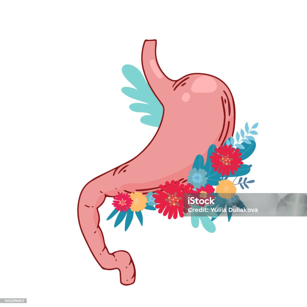 Ilustración de Estómago Humano Órgano Interno Anatomía Ilustración De Icono  Plano De Dibujos Animados Vectoriales Aislados Sobre Fondo Blanco y más  Vectores Libres de Derechos de Abdomen - iStock