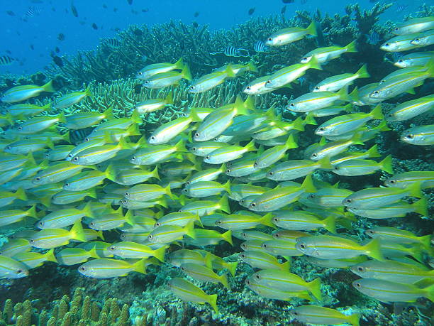 istock School of Fishes 144229734