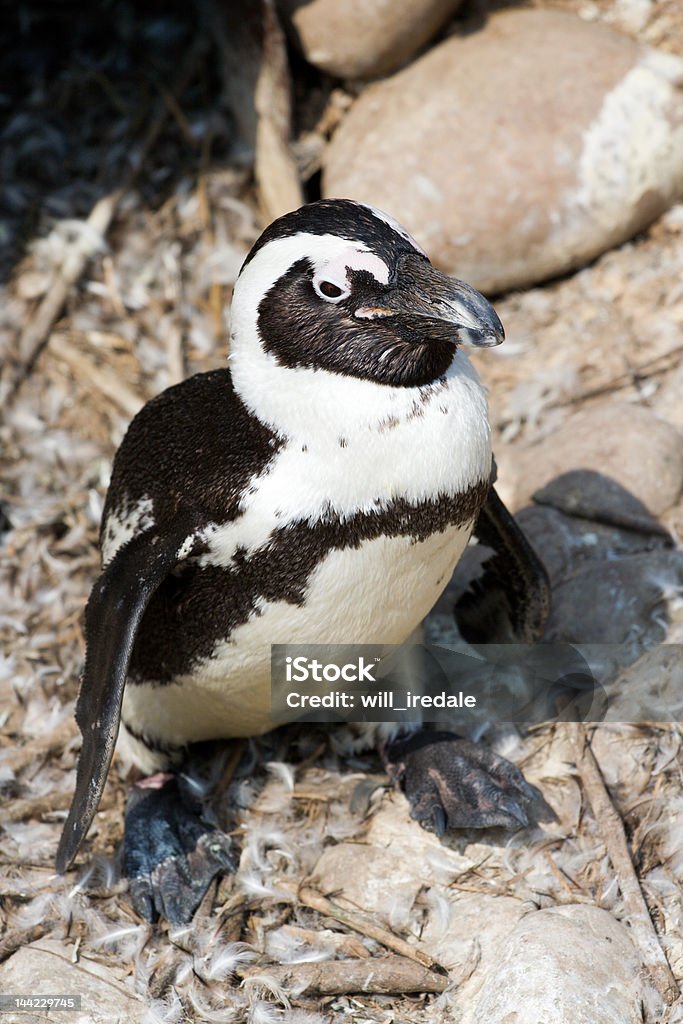 pinguino del Capo - Foto stock royalty-free di Acqua