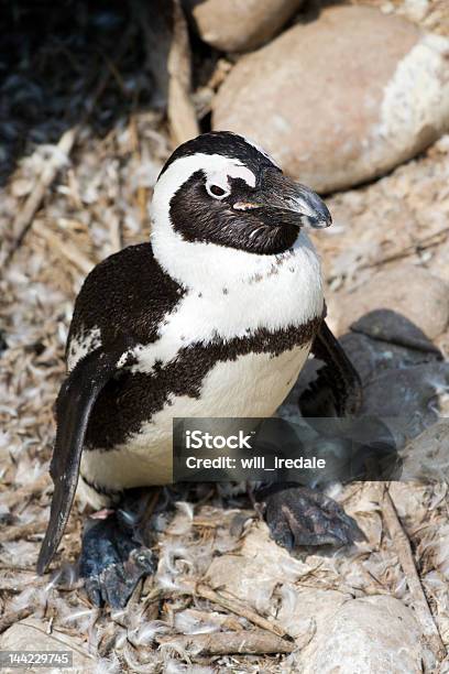 Pinguim Africano - Fotografias de stock e mais imagens de Animal Cativo - Animal Cativo, Ave marinha, Fotografia - Imagem