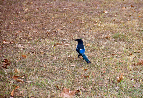 Eurasian Magpie on the green grass in autumn time in istanbul