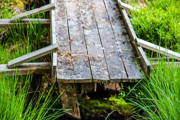istock Old jetty in the bogs off the High Venn 1442298186