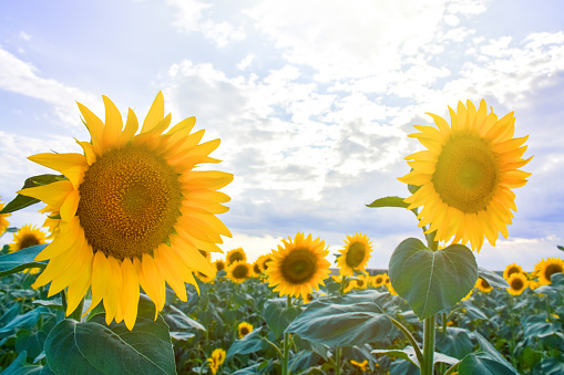 Sunflower fields with sunny sky