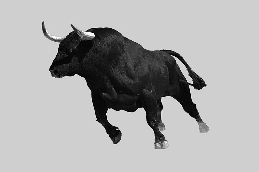 Black spanish bull