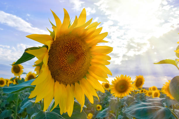 Free Stock Photo of Sunflower field at sunset with vibrant colors ...