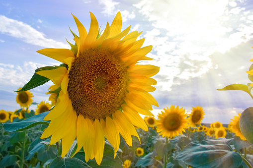 Sunflower fields with sunny sky