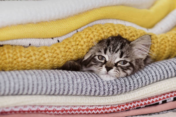 autumn mood. kitten hid in warm clothes. cute kitten and stack of knitted sweaters, cozy autumn mood. cat is basking in a warm blanket, poor heating in winter. stock photo