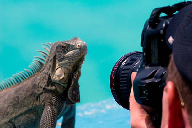 istock photographing iguanas 144229992