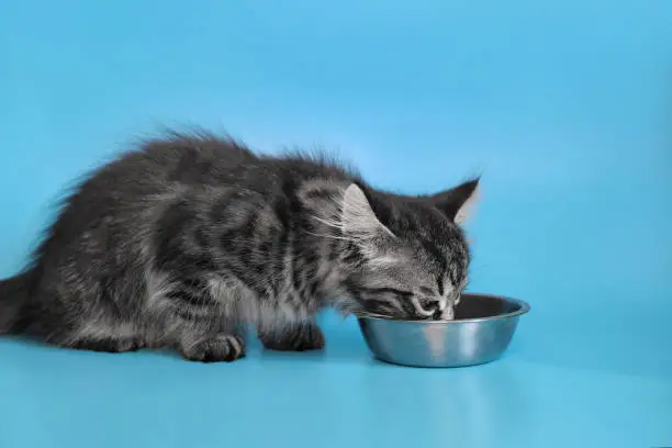 Photo of Feeding a Kitten. Kitten Food Types and Schedule. Choosing the right food for your kitten. Nutrition supports her growth, development and can even affect her behavior.