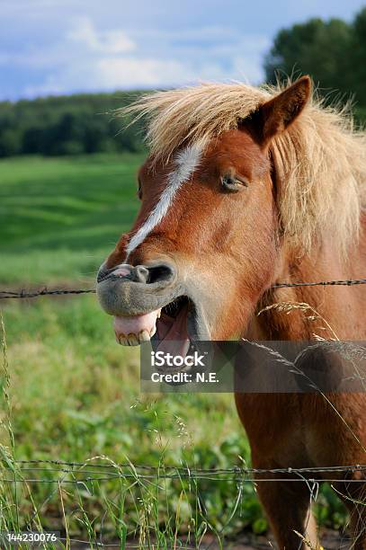 Foto de Rindo Cavalo Pt1 e mais fotos de stock de Cavalo - Família do cavalo - Cavalo - Família do cavalo, Gritar, Animal