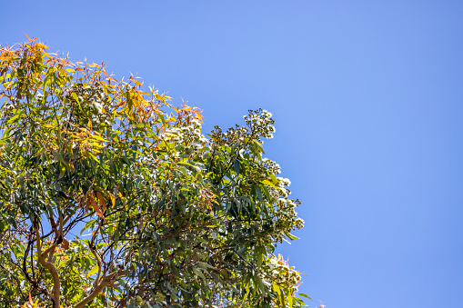 Closeup top part of large and old flowering Eucalyptus tree, blue sky background with copy space, full frame horizontal composition