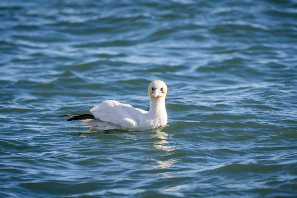 istock The northern gannet 1442300887