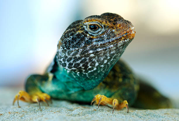 ошейниковая игуана - lizard collared lizard reptile animal стоковые фото и изображения