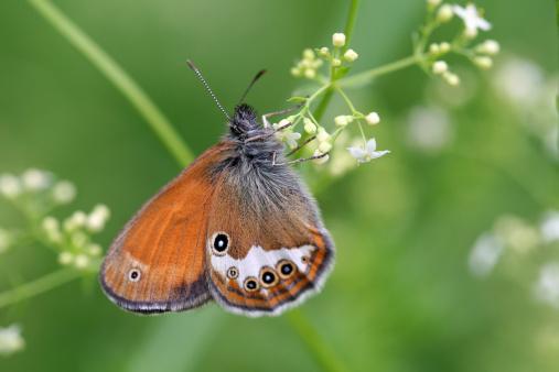 Coenonympha hero (butterfly)