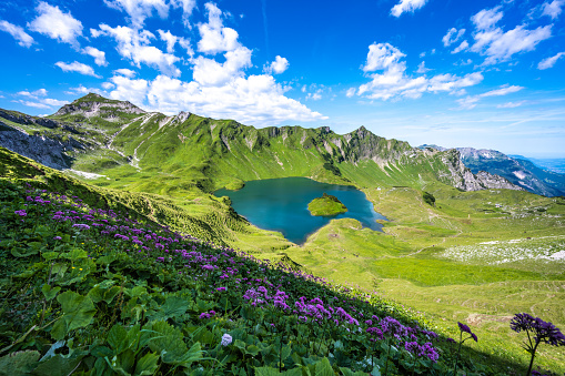 Description: Idyllic view on alpine flowers in beautiful morning atmosphere at a beautiful mountain lake. Schrecksee, Hinterstein, Allgäu High Alps, Bavaria, Germany.