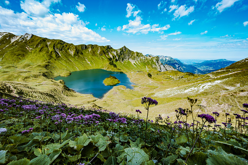 Description: Idyllic view on alpine flowers in beautiful morning atmosphere at a beautiful mountain lake. Schrecksee, Hinterstein, Allgäu High Alps, Bavaria, Germany.
