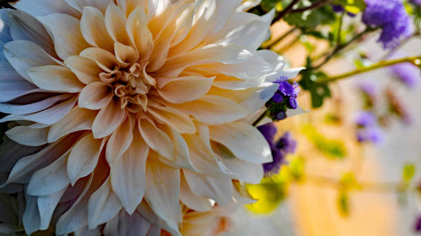 istock A pale orange to white “dinner plate” Dahlia. 1442301288