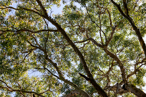 Top part of large and old flowering Eucalyptus tree in sunshine, full frame horizontal composition