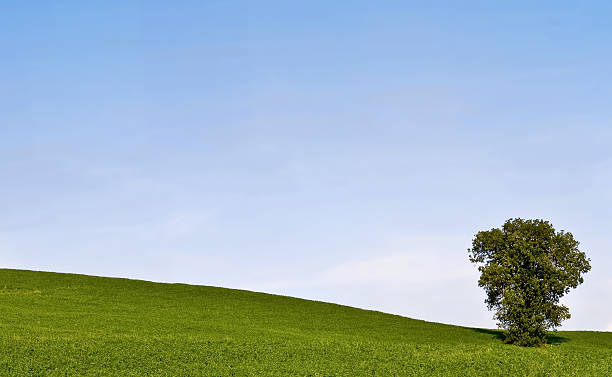 Green hill with tree stock photo