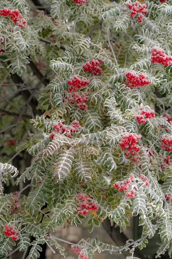 Ice crystals cling to red berries on cold winter day