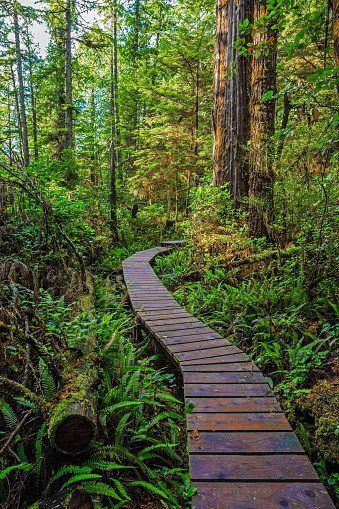 Wooden trail through the rain-forest in the Pacific National Park. This park is located on the west coast of Vancouver Island in the area of Tofino City, British Columbia Canada