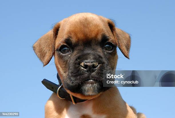 Babyboxershorts Stockfoto und mehr Bilder von Boxer - Hund - Boxer - Hund, Fotografie, Horizontal